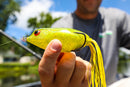BRONZEYE FROG 90