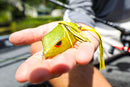 BRONZEYE FROG 90