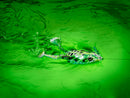 FLAPPIN FROG 65