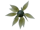 COIKE FISH GILL