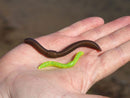 DENDROBAENA
