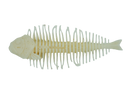 GEELACANTH