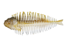 GEELACANTH