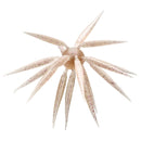 COIKE FISH ELASTOMER