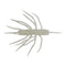 COIKE THUNDER ELASTOMER