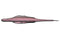 Lady Balance 5.8" 6pk