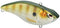 ARUKU SHAD 60