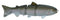 SPRO Swimbait 80