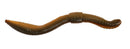 DENDROBAENA