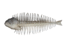 GEELACANTH