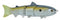 SPRO SWIMBAIT 60